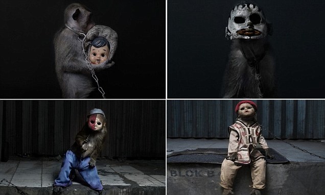 Jokowi akan Lepas Monyet Hasil Razia ke Pulau Seribu